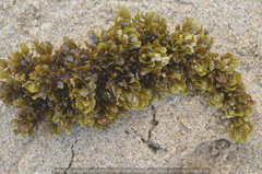 Sargassum