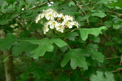 Crataegus pentagyna