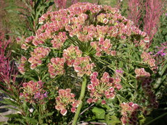 Laserpitium latifolium