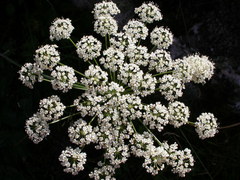 Laserpitium latifolium