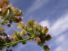 Laserpitium latifolium
