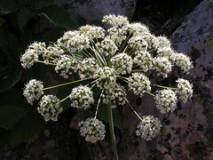 Laserpitium latifolium