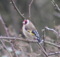 Carduelis carduelis