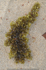 Sargassum