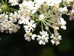 Laserpitium latifolium