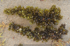 Sargassum