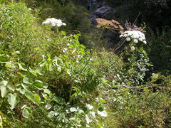 Laserpitium latifolium
