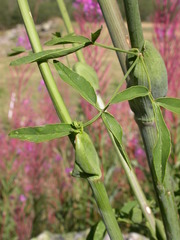 Laserpitium latifolium