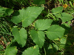 Laserpitium latifolium