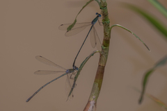 Lestes pallidus