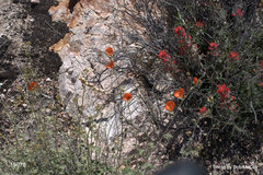 Sphaeralcea ambigua rugosa