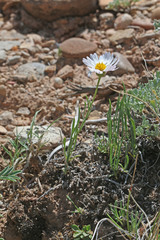 Erigeron pulcherrimus
