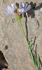 Erigeron pulcherrimus