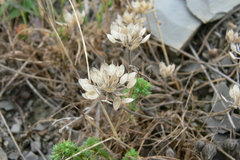 Alyssum umbellatum