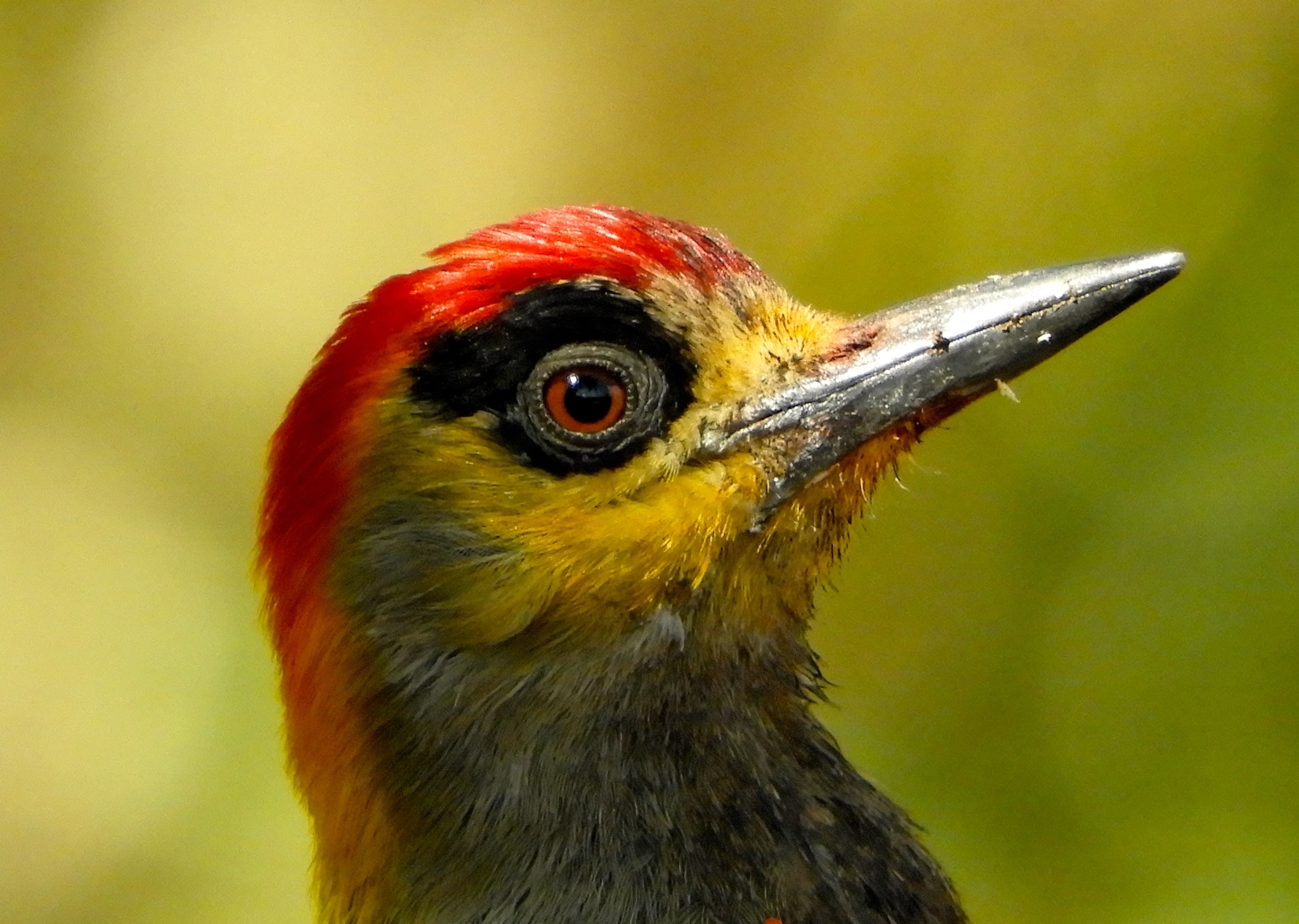 Golden-cheeked Woodpecker illustration