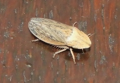 Prairiana sidana