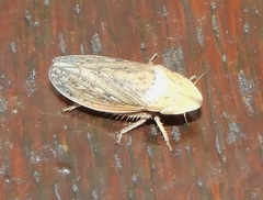 Prairiana sidana