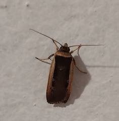 Ochropleura