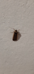 Ochropleura