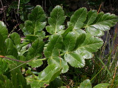 Laserpitium nitidum