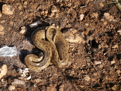 Macroprotodon mauritanicus