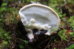 Fomitopsis hemitephra