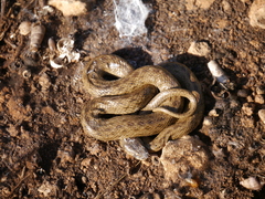 Macroprotodon mauritanicus