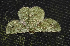 Aeolochroma viridicata