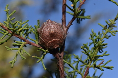 Cupressus goveniana