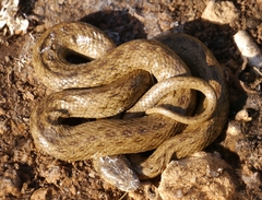 Macroprotodon mauritanicus