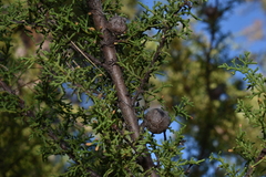 Cupressus goveniana
