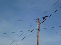 Cyanoliseus patagonus