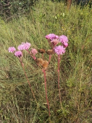 Campuloclinium macrocephalum