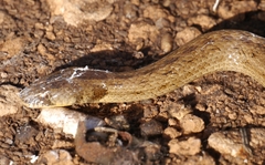 Macroprotodon mauritanicus