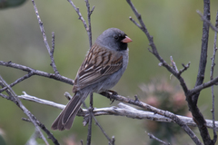 Spizella atrogularis