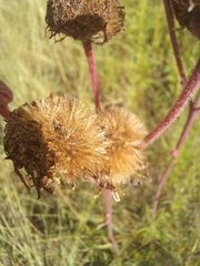 Campuloclinium macrocephalum
