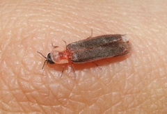 Microphotus angustus