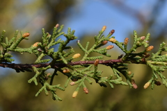 Cupressus goveniana
