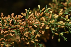 Cupressus goveniana