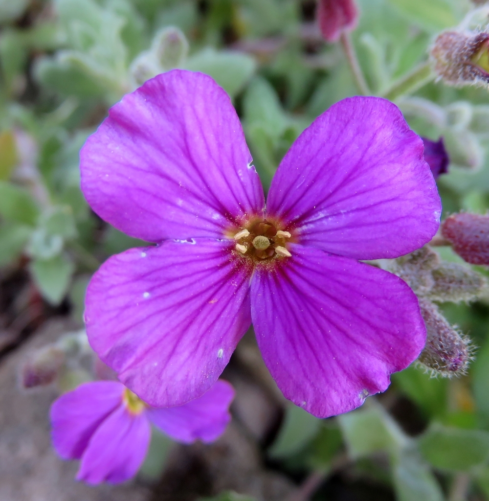 Aubrieta × hybrida