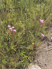 Campuloclinium macrocephalum