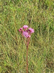 Campuloclinium macrocephalum
