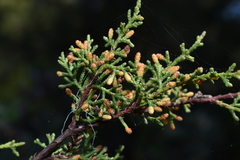 Cupressus goveniana