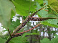 Neoprociphilus aceris