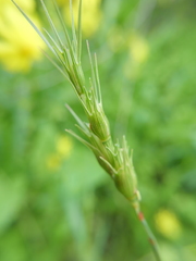 Aegilops geniculata