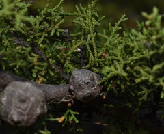 Cupressus goveniana
