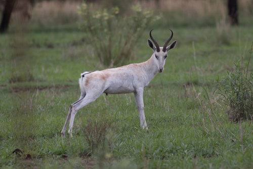 Springbok