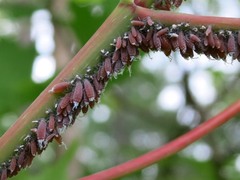 Neoprociphilus aceris