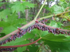 Neoprociphilus aceris