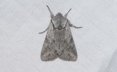 Lacinipolia acutipennis